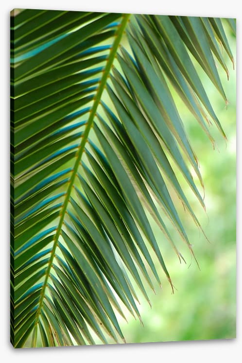 Coconut palm macro