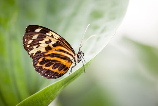 Insects