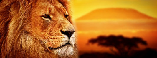 The lion at Mount Kilimanjaro sunset