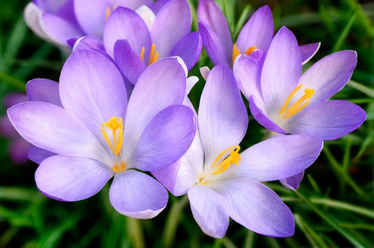 Crocus emerge