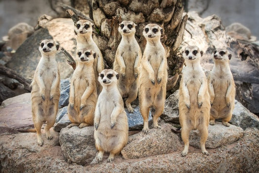 Meerkat magic