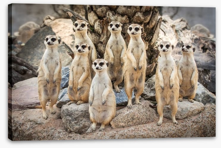 Meerkat magic