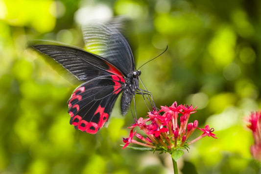 Insects
