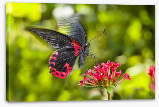 Insects