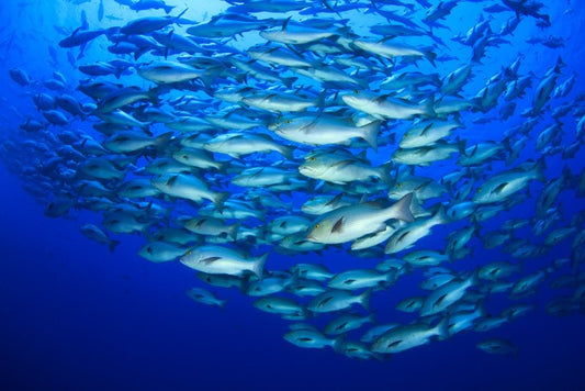 Snapper school