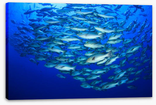 Snapper school