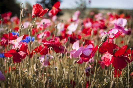 Blooming poppy field
