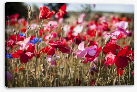 Blooming poppy field