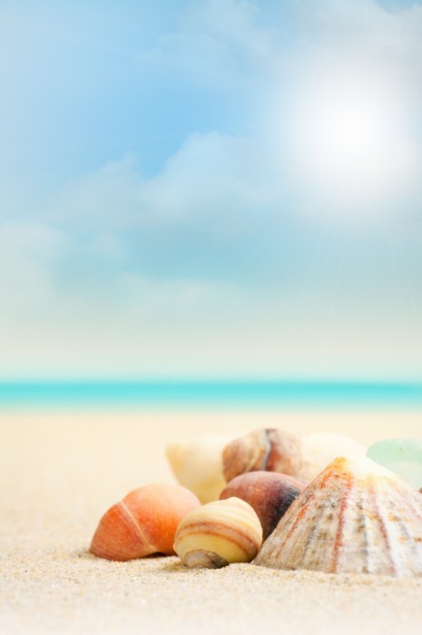 Shells on the beach