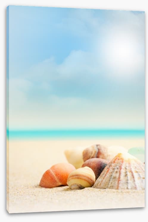 Shells on the beach