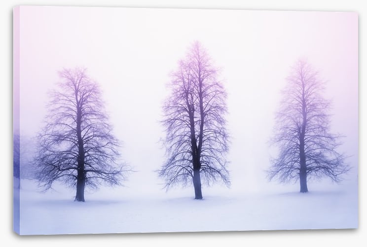 Three winter trees