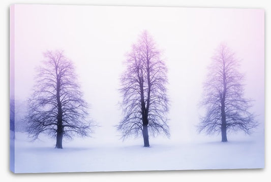 Three winter trees