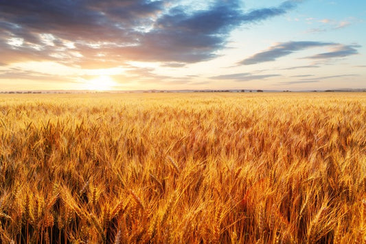 Wheat season