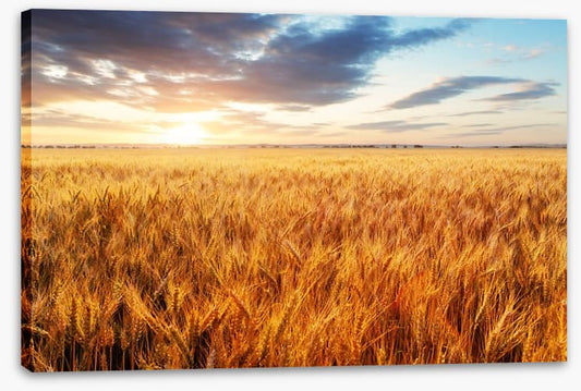 Wheat season