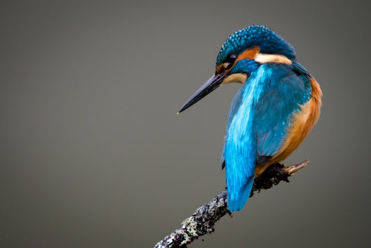 Kingfisher perched