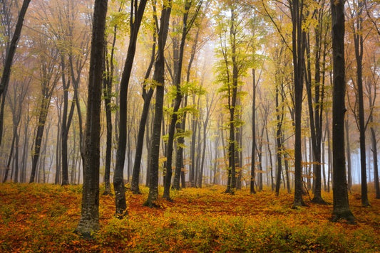Autumn in the misty beech forest