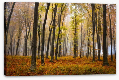 Autumn in the misty beech forest