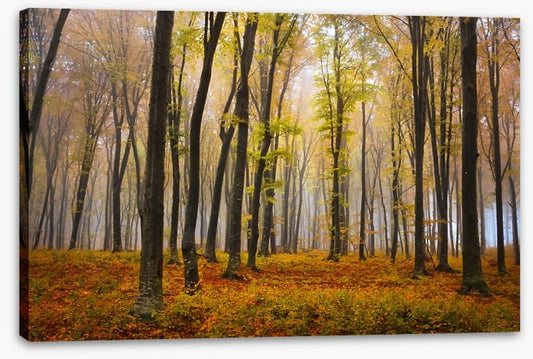 Autumn in the misty beech forest