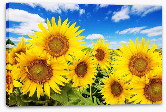 Blue sky sunflowers