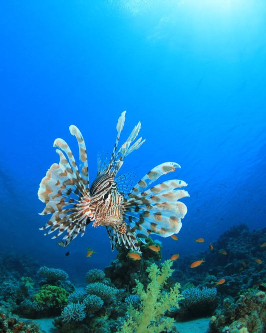 Fish / Aquatic