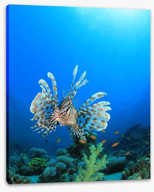 Fish / Aquatic