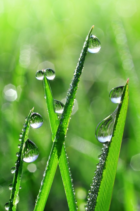 Emerald dew drops