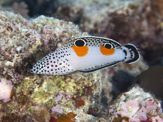 Fish / Aquatic