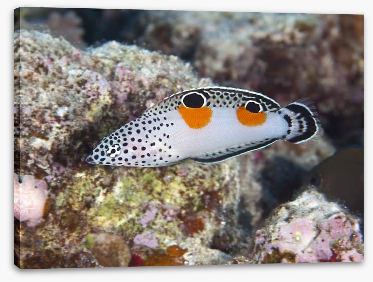 Fish / Aquatic