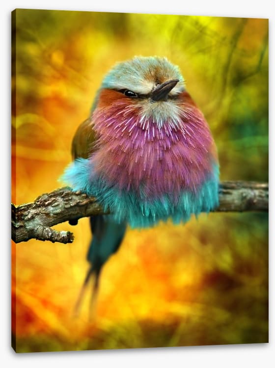 Lilac breasted roller bird