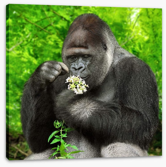 The gentle giant