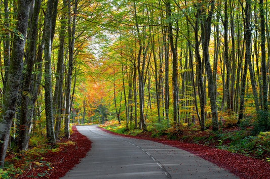 Autumn beech forest