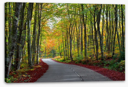 Autumn beech forest