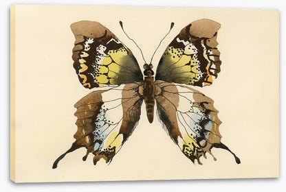 Aquarelle butterfly