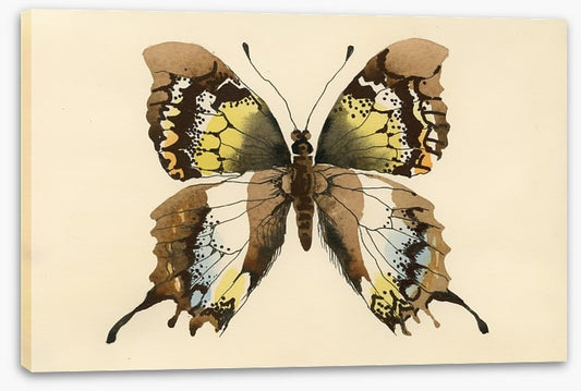 Aquarelle butterfly