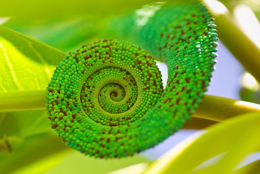 Reptiles / Amphibian