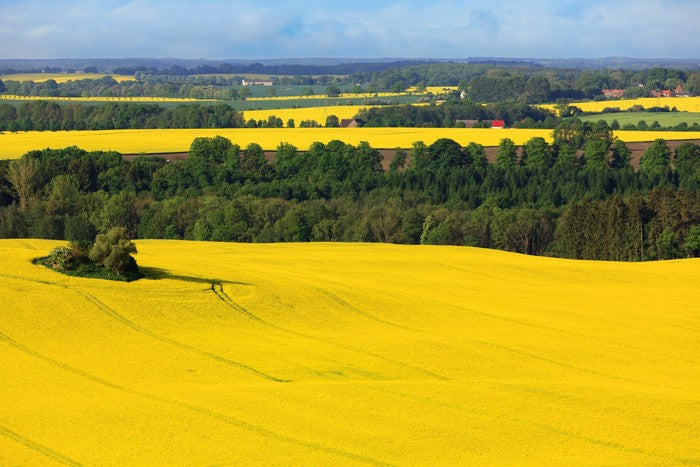 Golden canola