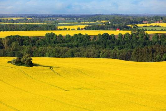 Golden canola