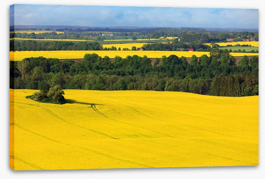 Golden canola