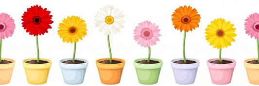 Gerbera pots