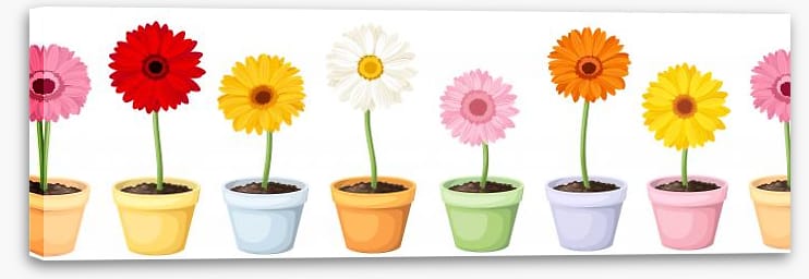 Gerbera pots