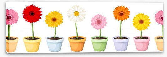 Gerbera pots