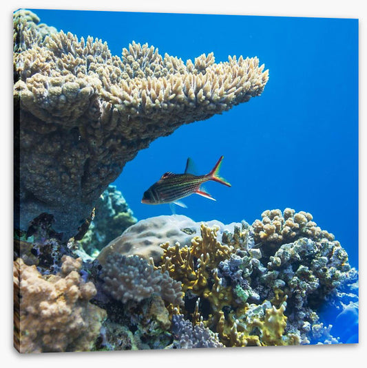 Fish / Aquatic
