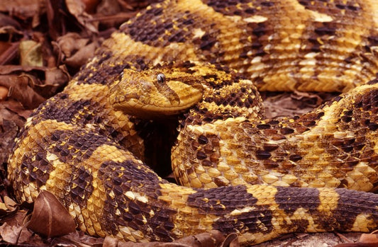 Reptiles / Amphibian
