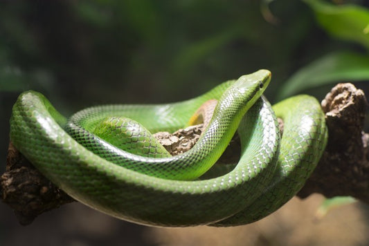 Reptiles / Amphibian
