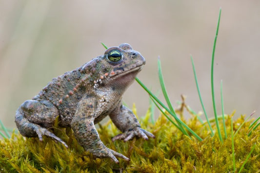 Reptiles / Amphibian