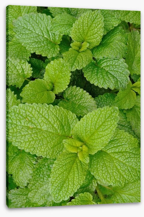 Mint condition