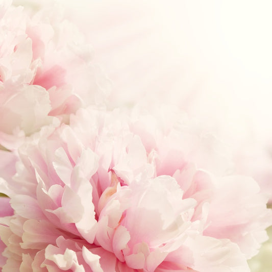 Soft pink peony