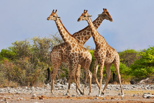 Three giraffes, Etosha National Park