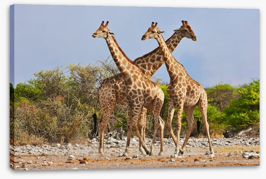 Three giraffes, Etosha National Park
