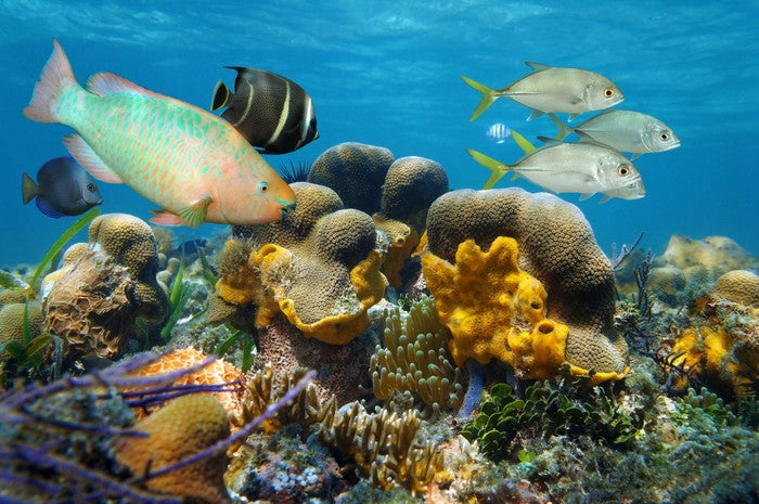 Underwater